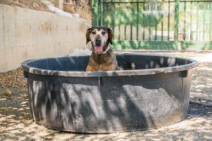 La Lola fa il bagno  in piscina!!!La Lola si rinfresca!!!