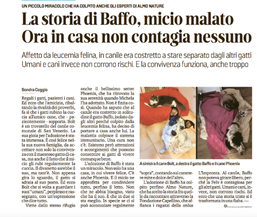 L'adozione del nostro supercoccoloso Baffo è finita tra le pagine de Il Secolo XIX in questo bell'articolo.Assieme a lui anche il bellissimo Bolt adottato mesi fa che si fa rubare la cuccia dal suo amico gatto.
 
