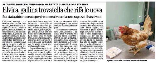 Chiara Bellè..un mito...recupera anche galline!!Grazie come sempre a Carlo e Perla!!!
 
Per agevolarne la lettura  riportiamo qui sotto il contenuto dell’articolo in maniera integrale:
 
L’ha trovata una ragazza, che fa volontariato al canile.
C’era qualcosa, che si muoveva, sul ciglio della strada. Dietro le piume, arriffate, c’era una testolina reclinata. Gli occhietti ormai chiusi, magrissima. Una gallina.
Non è davvero il classico salvataggio, quello di Elvira: come è stata ribattezzata.
Evidentemente qualcun l’aveva gettata via, viva, perché non stava bene.
Non serviva più. Non valeva più niente. Elvira non aveva più forze.
Non riusciva più a mangiare, da sola. Si è lasciata avvicinare, inerme, e raccogliere.
E il consulto del veterinario è stato serio: stava combattendo una malattia respiratoria. Curare un animale, costa.
Lo sa bene chi ha un cane, un gatto: o anche una gallina.
Costa sacrifici, e costa medicine. Spesso, purtroppo, capita che gli animali che non stanno bene siano abbandonati, in strada.
Elvira era molto triste. È solo una gallina, certo, ma ormai aveva incrociato il suo destino, con quello di chi non ha voluto lasciarla così, con la sua sofferenza.
Il costo della cura, di certo supera il suo valore di mercato: come avviene per le galline ovaiole, sfruttate negli allevamenti intensivi.
Quando sono sfinite, vengono gettate via. Per la giovane che l’ha trovata, è stata una scommessa. Elvira aveva bisogno di cure, e di un aiuto, per ricominciare a mangiare.
Lo studio del medico veterinario Carlo Andreoni e la pazienza della volontaria Perla Lucchini, hanno consentito a Elvira di superare la malattia, e di tornare in piena salute.
E lei, per tutta risposta, ha deposto le prime uova, perfette. Il suo modo per dire grazie, per essere stata restituita alla sua vita. Una vita migliore.
Forse, chissà, era stata acquistata per le carni: invece la ragazza che l’ha salvata, la terrà con se, in un’area verde.
Potrà girare libera. Elvira sa già come ringraziare: con il dono delle sue uova.
Una storia singolare, che richiama la bella iniziativa di alcune donne inglesi, che riscattano le galline scartate dagli allevamenti, quando lo stress le rende troppo fragili e confezionano per loro maglioncini, al posto delle piume perdute.
Prima che qualcuno dica che c’è qualche essere umano che ha più bisogno, va detto che per ogni maglioncino confezionato, non viene chiesto un euro, ma una donazione all’infanzia.
Perché si può rispettare e amare la vita, in tutte le sue forme.
Come nel caso di Elvira, sfruttata e riscattata dal bel gesto di una ragazza.