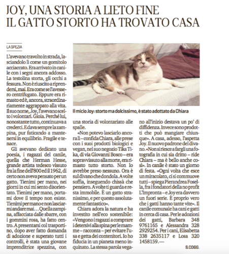 L'adozione del nostro guerriero Joey, ora Joy Bellè, è finita anche tra le pagine del Il Secolo XIX in questo bell'articolo.Buona vita Joy Bellè.....te la meriti tutta!!!
 
Il nostro guerriero Joy è stato adottato!!!In questa foto, scattatata quando era ancora in canile, la sua zampa stringe la mano della nostra volontaria e sua nuova mamma Chiara .Ed insieme ci scrivono:
 
Io e te.In questa foto non eravamo ancora Io e Te.In questa foto tu sei un gatto un po’ malconcio che aspetta, una carezza, la pappa, una voce amica e la mia mano è solo la mano di una volontaria che riesce con dispiacere a venire troppo poco in canile per coccolarvi e prendersi cura di voi micetti...Ma oggi, oggi tu fai parte della mia famiglia, con altri tre gatti.Potrei dire di averti scelto tra tanti, ma non sarebbe vero, non ho avuto scelta.Il tuo testone e la tua dolcezza mi sono entrati nel cuore, il tuo orecchio storto lo adoro; quando mi guardi con i tuoi occhietti un po’ stralunati mi fai morir dal ridere.La Fiv? Non ci fa paura, la Fiv fa paura per i gattini che sono fuori, in strada, al freddo, vulnerabili e disarmati.Sei un amore di gatto, sei un miracolato e tanti dicono fortunato; ma sono io che ho la fortuna di averti con me e vorrei che tanti capissero che adottare gatti adulti o malconci o stralunati è una fortuna, perché è un privilegio essere amati da esseri speciali.Quindi questa volta grazie lo dico io a te e buona vita a noi, Joy. Chiara e Joy.