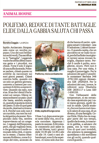 Noi siamo in canile tutti i giorni per cercare di dare una vita degna di essere vissuta a tutti gli animali presenti, per chi ha avuto centinaia di richieste di adozione solo perchè di razza e per chi forse troverà una casa e per chi forse non la troverà mai.E vogliamo bene a tutti nella stessa smisurata maniera.Noi siamo in canile per gli ultimi,siamo in canile per gli invisibili,siamo in canile per chi ha un brutto carattere,siamo in canile per chi esteticamente non va di moda,In questo articolo uscito ieri su Il Secolo XIX e scritto dalla giornalista Sondra Coggio si parla di due animali sfortunati, due invisibili, due ultimi.Anche se non saranno mai scelti, noi, per loro ci saremo, ci saremo sempre.
 
Di seguito il post scritto per cercare adozione a Polifemo:
 
POLIFEMO: IL GATTO CON SOLO DUE CANINIC’era una volta in un ridente villaggio sospeso tra la terra e il mare un gatto di nome Polifemo.Polifemo non aveva un padrone o una casetta tutta sua...viveva alla giornata...”Ehiiii vecchietta! Sono quiiii, ce li hai due croccantini?”, “ho catturato un topolino!”, “che freddo che c’è stasera,brrrr”.Ma in pochi sapevano che Polifemo aveva un super potere: una forza eccezionale.Come in ogni buona comunità felina, in quella di Polifemo c’erano i bulli...si credevano forti e invincibili facendo del male ai gatti più piccoli e deboli.Ma un giorno arriva Polifemo e senza paura, con il suo super potere riesce a sconfiggerli uno alla volta...ma il prezzo da pagare è alto: infatti per ogni gatto difeso, Polifemo deve perdere un dente...Un giorno dovette difendere addirittura una gattina incinta e le conseguenze per lui furono disastrose infatti dovette sacrificare il suo occhio per il bene della gatta e dei suoi piccoli. Dopo questo episodio tutti i gatti della zona cominciarono a chiamarlo come il forzuto ciclope della mitologia greca.Ma Polifemo non si perse mai d’animo, aiutando circa 28 amici felini infatti questo piccolo supereroe ora conta solo due dentiOra è Polifemo ad avere bisogno del vostro aiuto e cerca qualcuno disposto a sacrificare un dentino per permettergli di vivere gli ultimi anni circondato dall’amore e dal buon cibo...e poi diciamocelo, potreste vantarvi di avere un gatto con i super poteri.